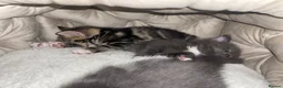 Mixed Breed cats for sale: 3 female kittens  - Advert 4
