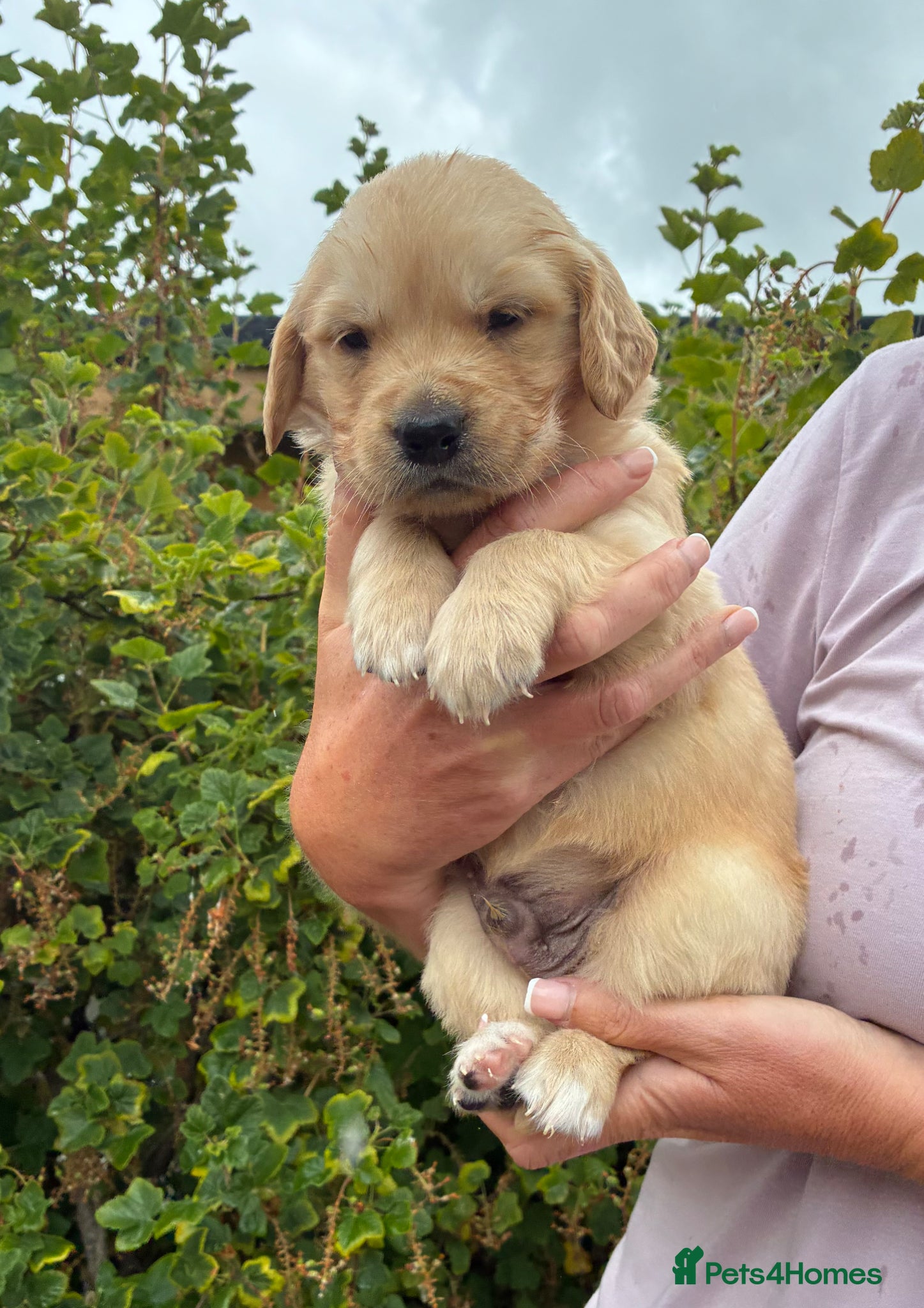 Golden Retriever dogs for sale: Stunning kc golden retriever puppies 🐶  in Ashford - Advert 9