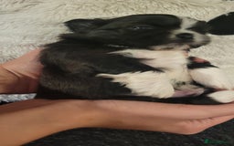 Shih Tzu dogs for sale: shih tzu puppies  - Advert 12