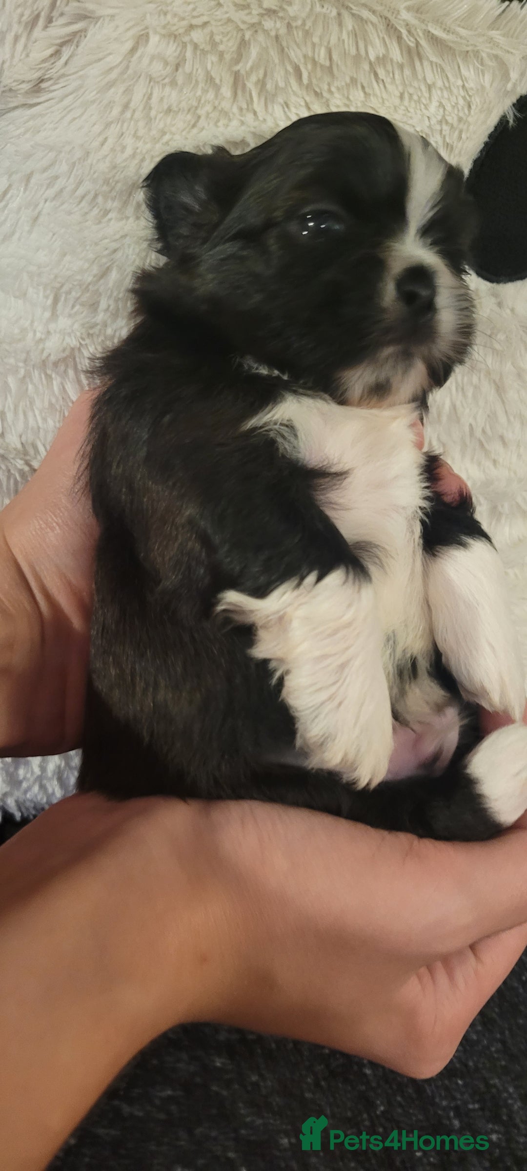 Shih Tzu dogs for sale: shih tzu puppies  - Advert 12