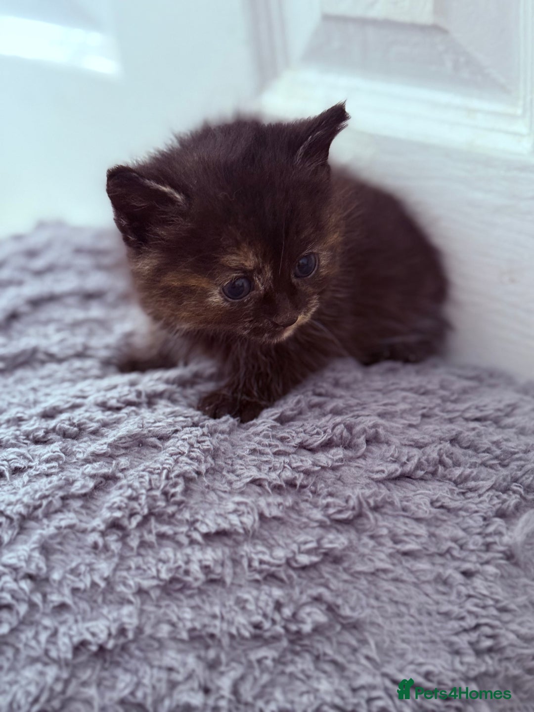 Mixed Breed cats for sale: Long Fur kittens for sale  - Image 9