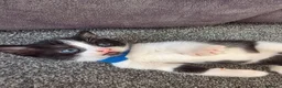 Mixed Breed cats for sale: Lovely kittens in Northampton - Advert 4