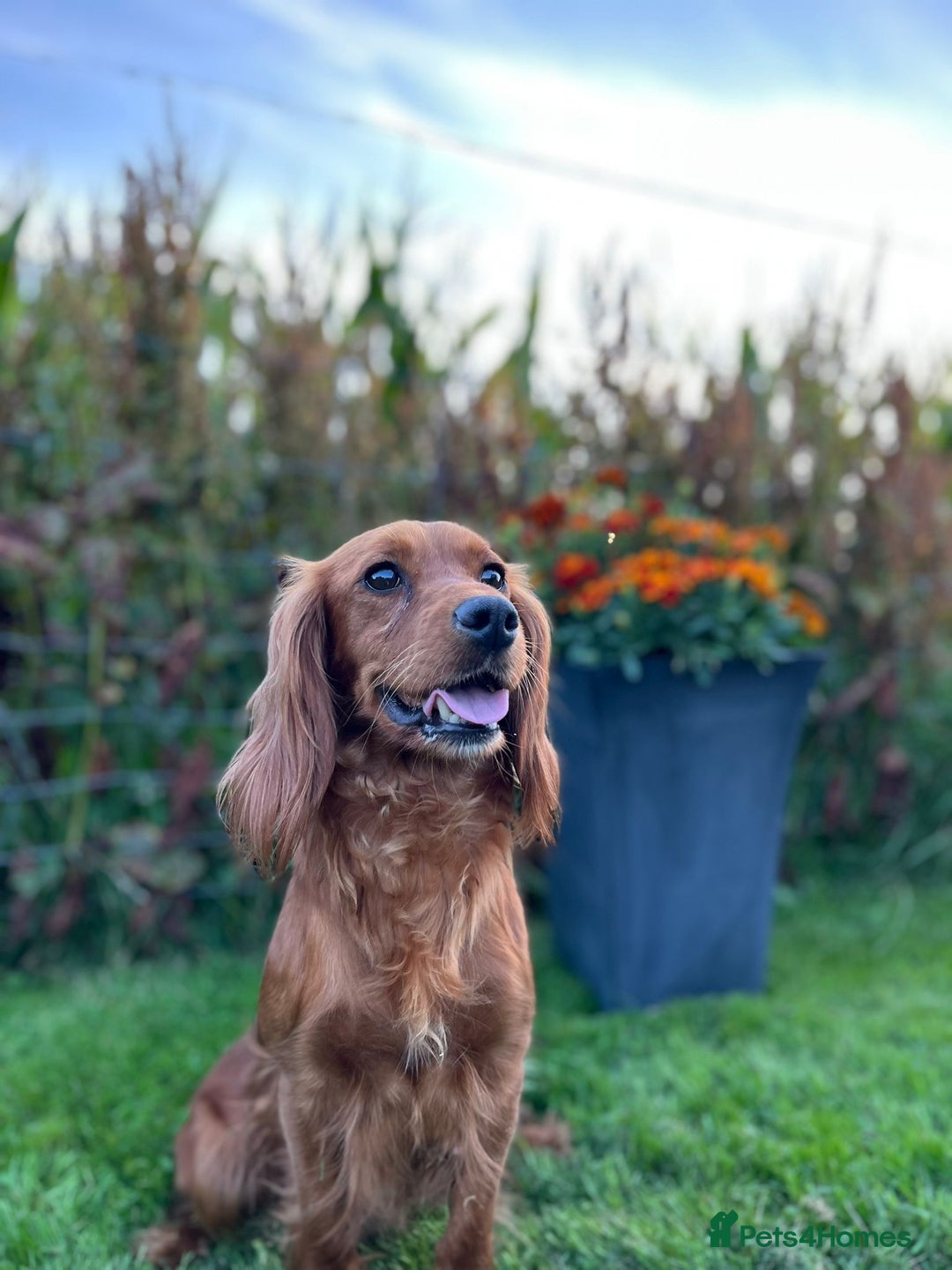 Cockapoo dogs for sale: Deep Fox Red Cockerpoos  - Image 4