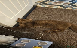 British Shorthair cats for sale: Purebred British Shorthair Female Cat - Image 4