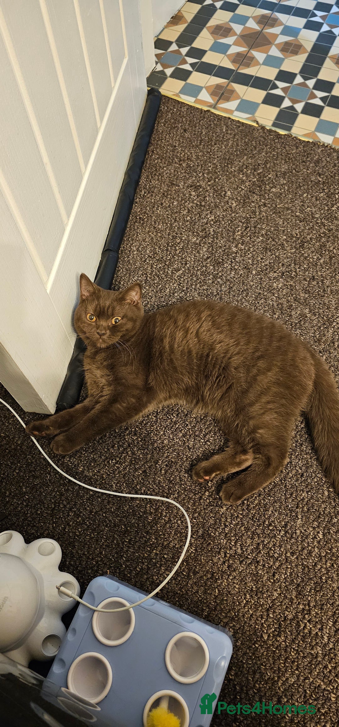 British Shorthair cats for sale: Purebred British Shorthair Female Cat - Image 4
