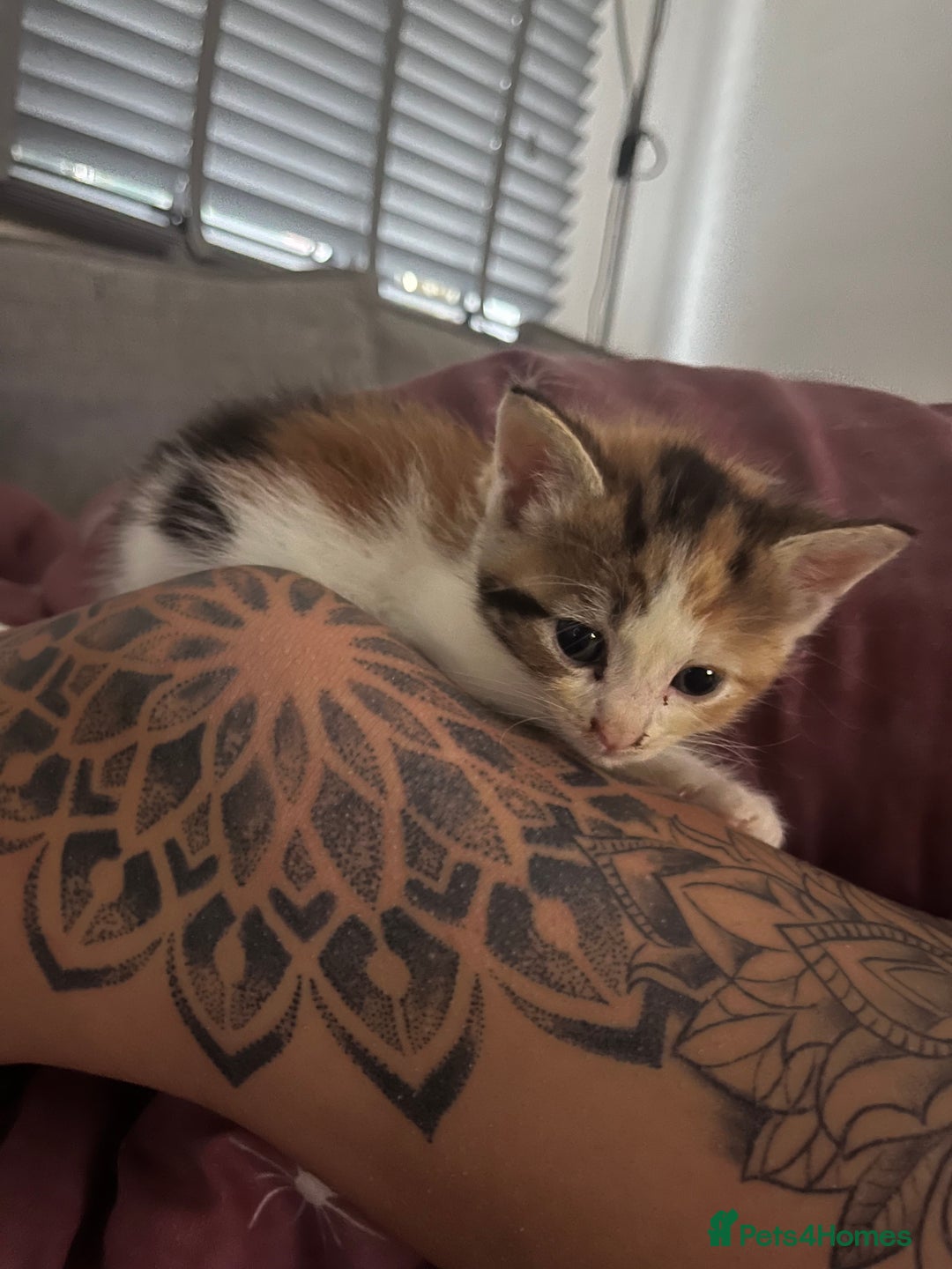 Maine Coon cats for sale: Mainecoon cross kittens - Image 19