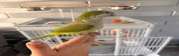 Parakeets birds for sale: Quaker parrot (6months old) in Worksop - Advert 5