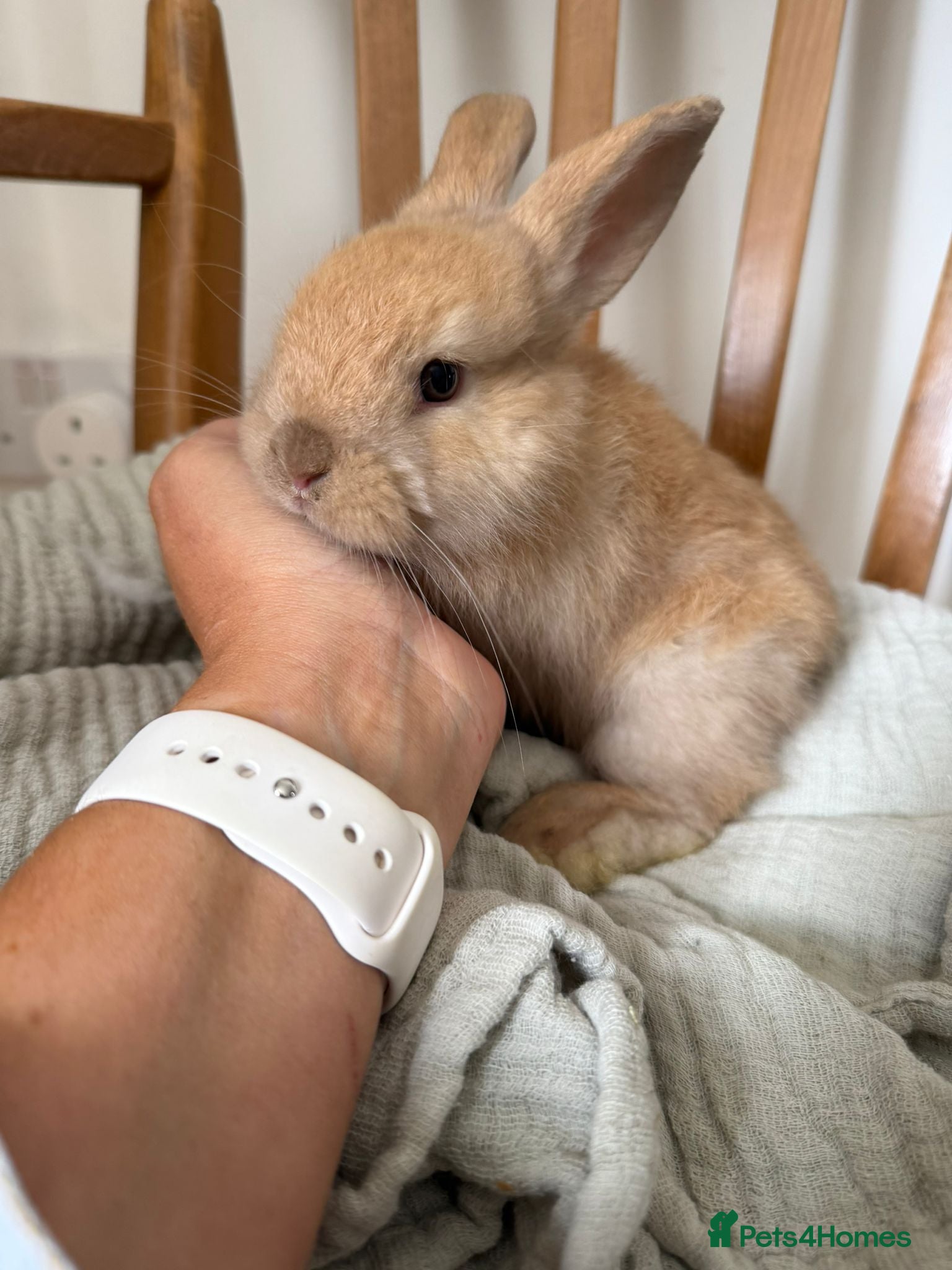 Angora rabbits Angora mix Bucks avail to reserve  - Advert 1