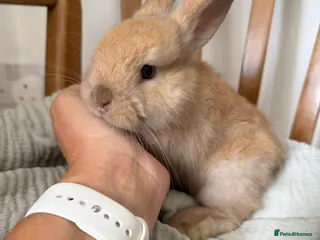 Angora rabbits for sale: Angora mix Bucks avail to reserve - Advert 2