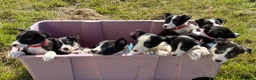 Border Collie dogs for sale: Border Collie Pups - Farm reared from working dogs - Advert 11