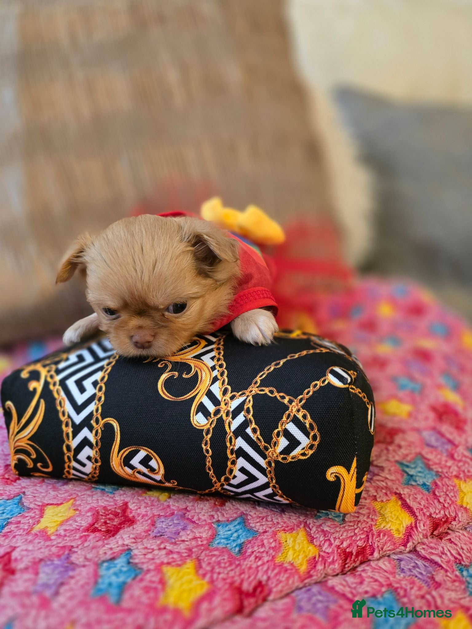 Chihuahua dogs Xx stunning kc chihuahua longcoat puppies Xx - Advert 2