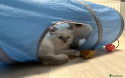 Ragdoll cats for sale: READY NOW Stunning pure breed ragdoll kittens  - Image 9
