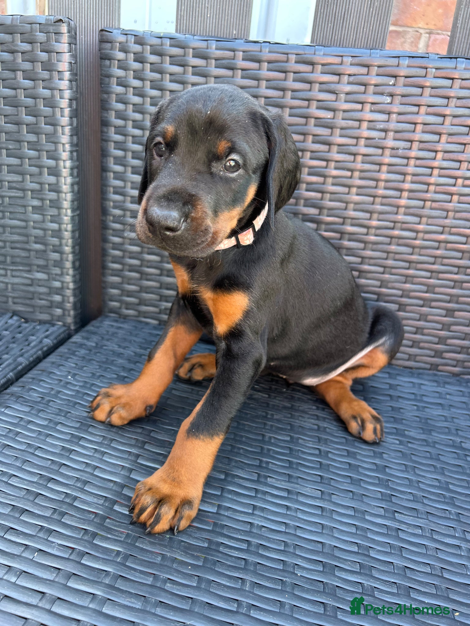 Dobermann dogs ONE beautiful girl doberman for sale  - Advert 1