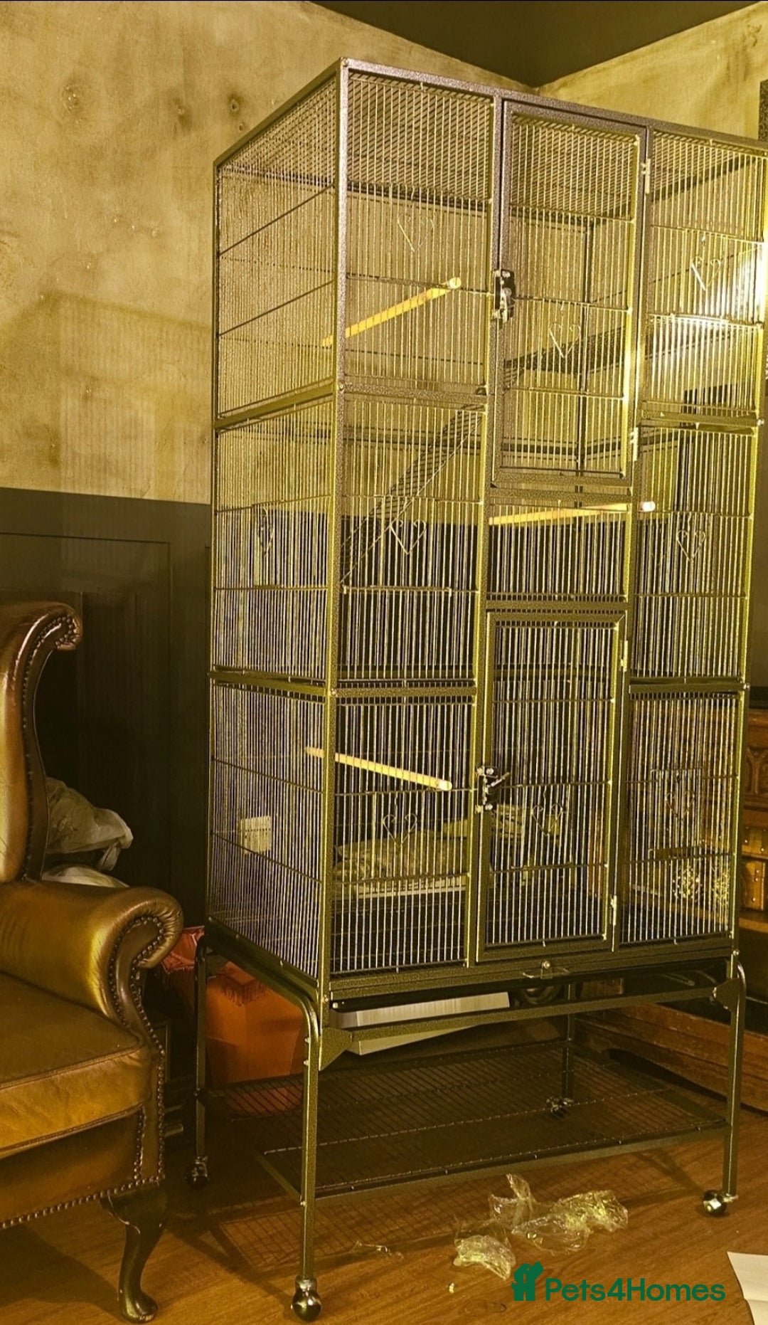 Ringnecks birds for sale: Ringneck parrot - Advert 2