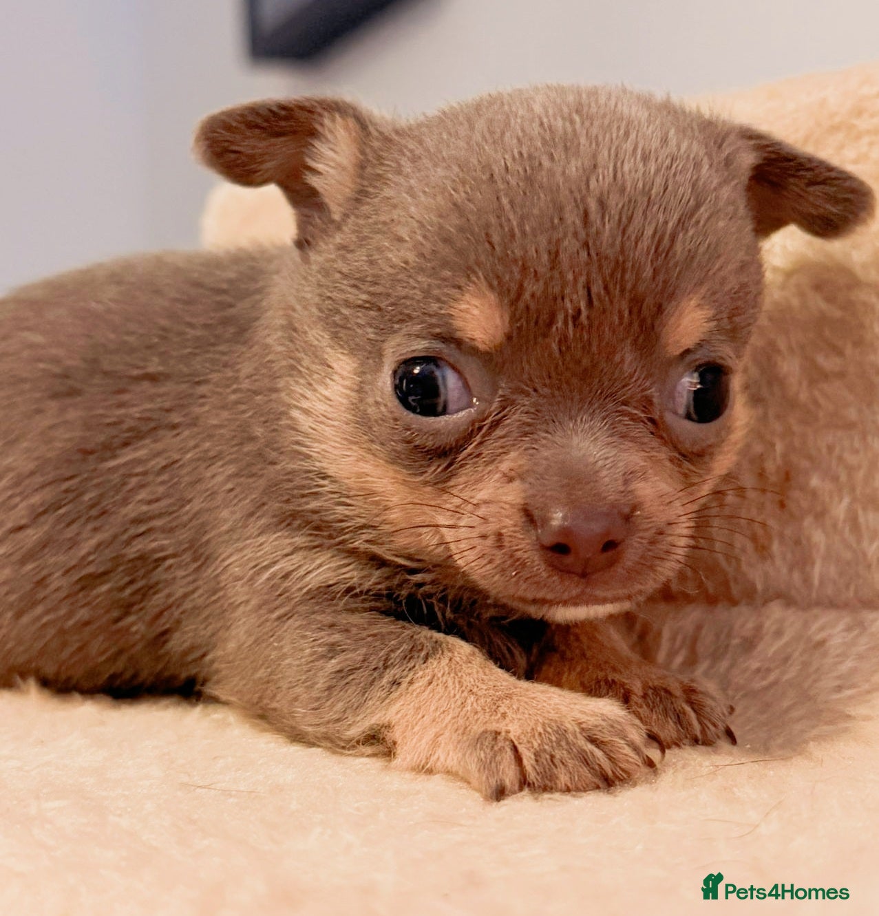 Chihuahua dogs Rare blue lilac miniature chihuahua -- 1 girl left - Advert 1