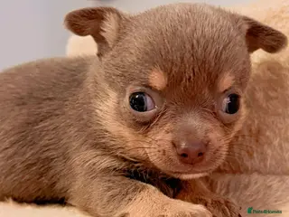 Chihuahua dogs Rare blue lilac miniature chihuahua -- 1 girl left - Advert 1