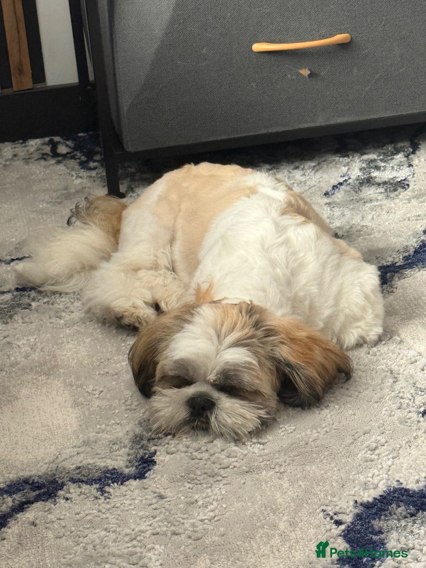 Shih Tzu dogs Tri Colour Male Shih Tzu - Advert 1