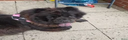 Chow Chow dogs for sale: DWKC Registered Black Female Chow Chow – 4 years. - Advert 4