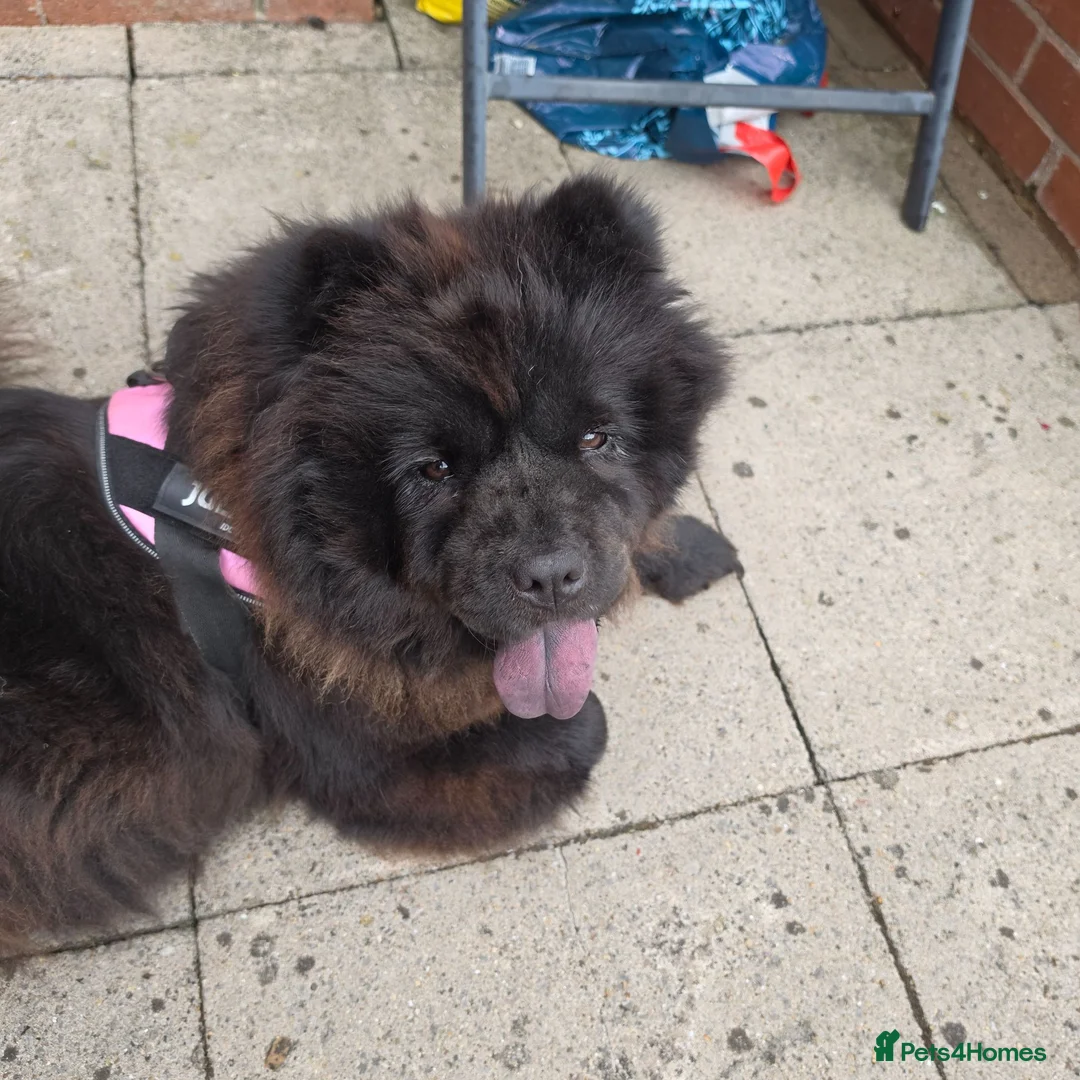 Chow Chow dogs for sale: DWKC Registered Black Female Chow Chow – 4 years. - Advert 4