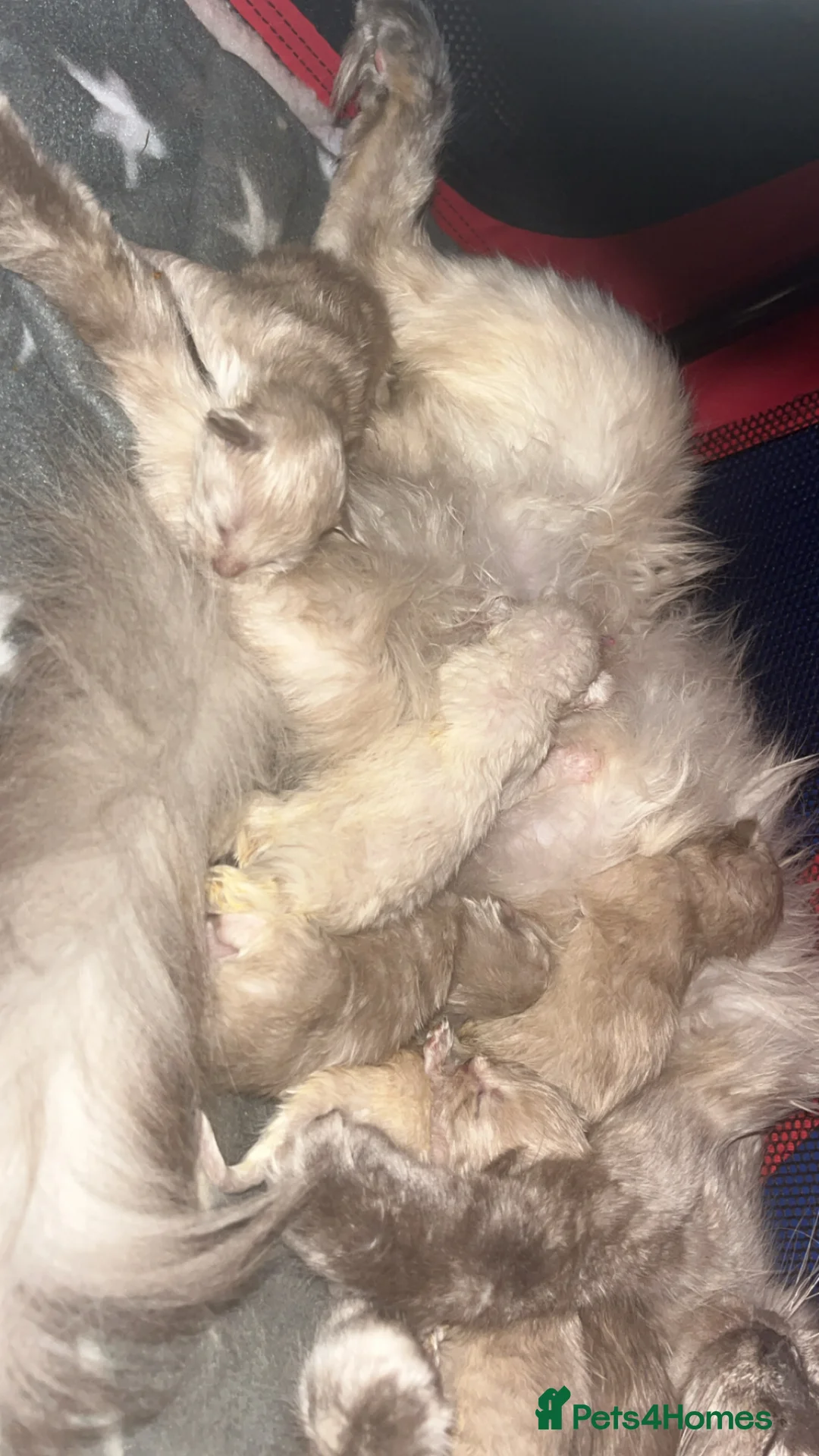 Ragdoll cats for sale: Full Pedigree ragdoll male kitten  - Advert 6