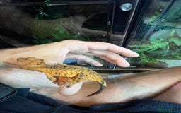 Gecko reptiles for sale: Various crested geckos and gargoyles - Image 10