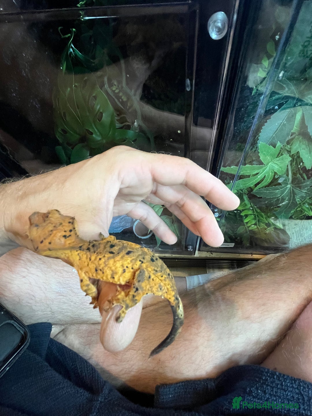 Gecko reptiles for sale: Various crested geckos and gargoyles - Image 10