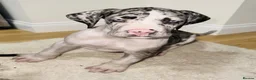 Great Dane dogs for sale: Great Danes puppies  - Advert 19