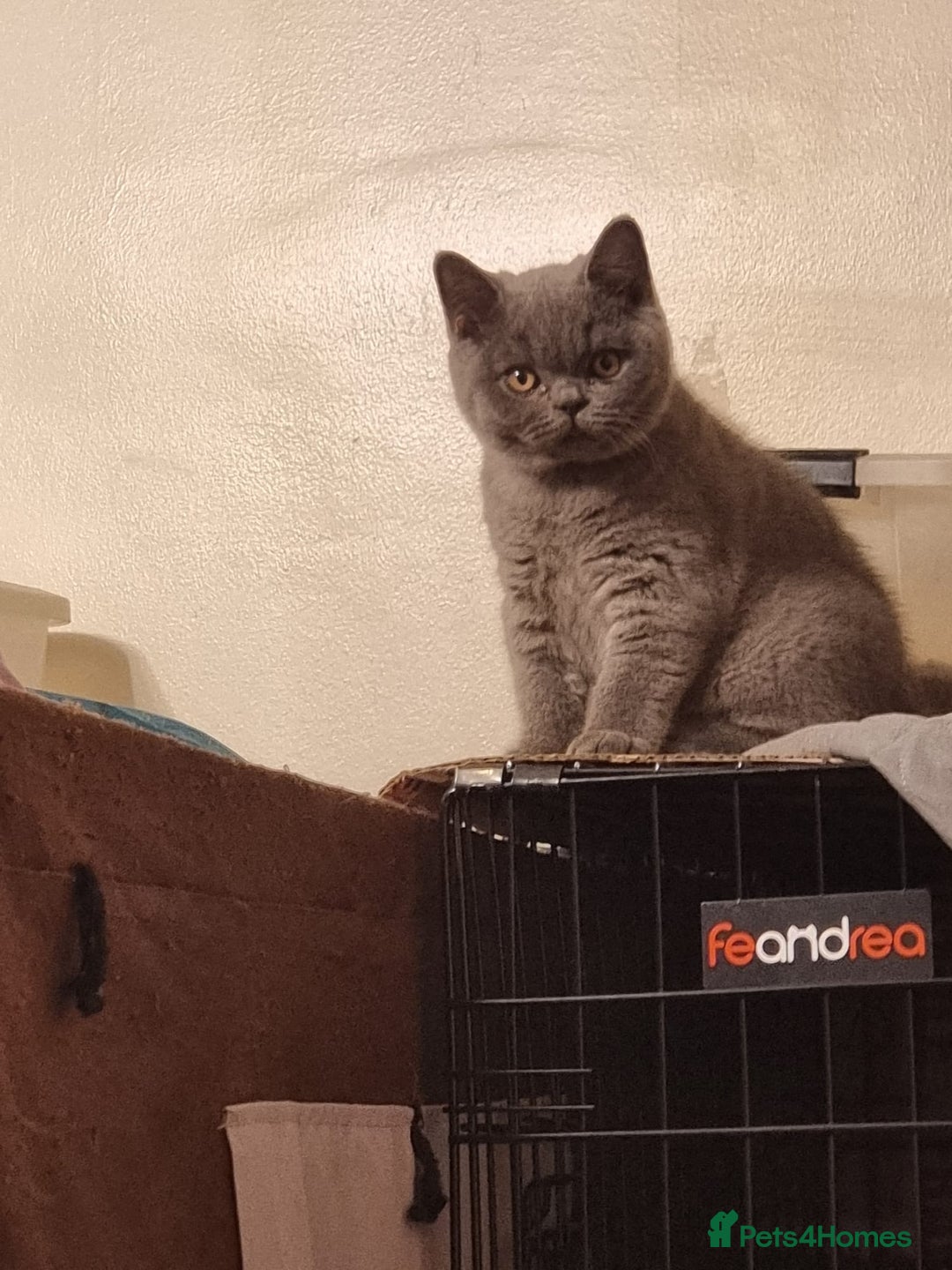 British Shorthair cats for sale: LAST Blue Female BSH Ready To Go Now GCCF Pedigree - Advert 5