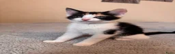 Domestic Shorthair cats for sale: 7 beautiful kittens for sale - Advert 14