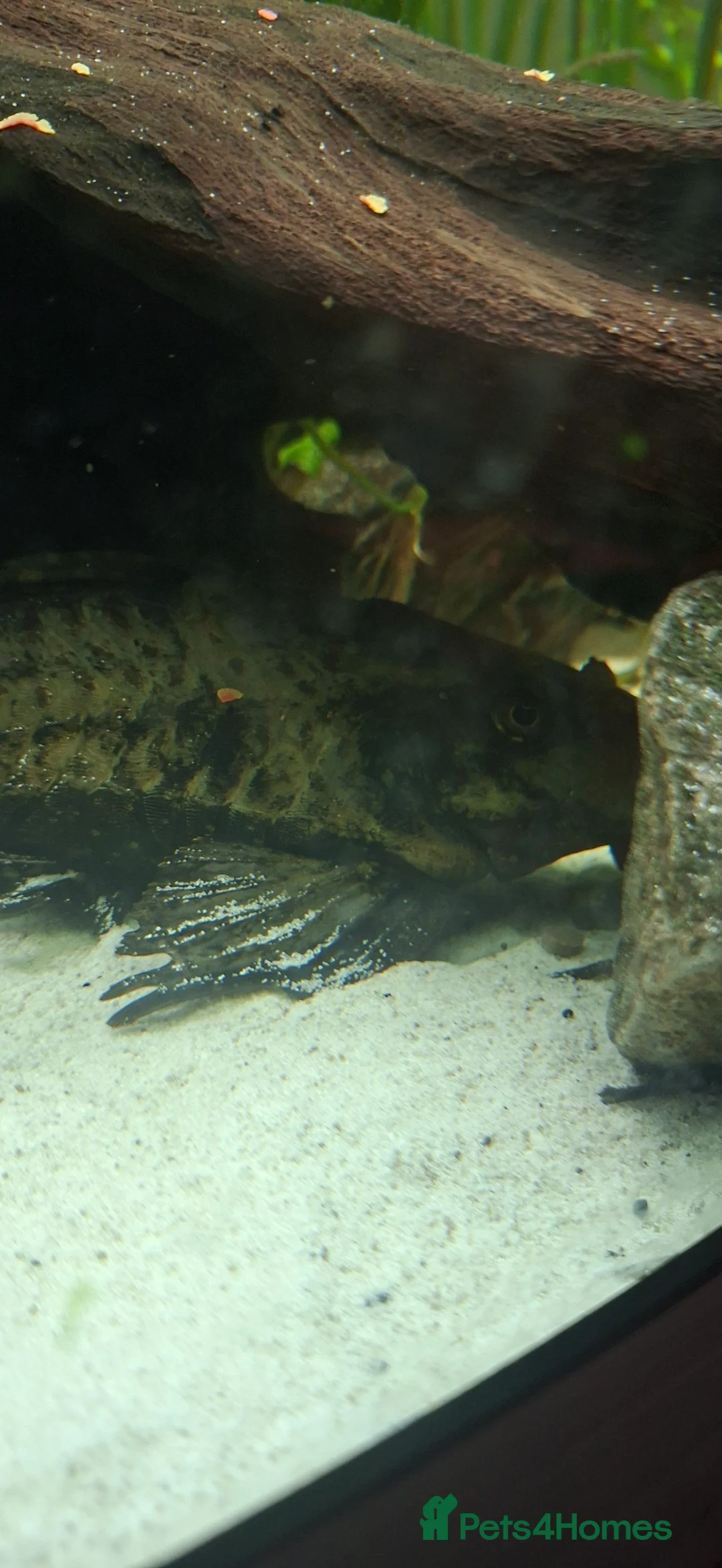 Plecos fish for sale: Pleco - Advert 5