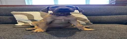 Great Dane dogs for sale: 2 girls left Great Dane puppys - Advert 5