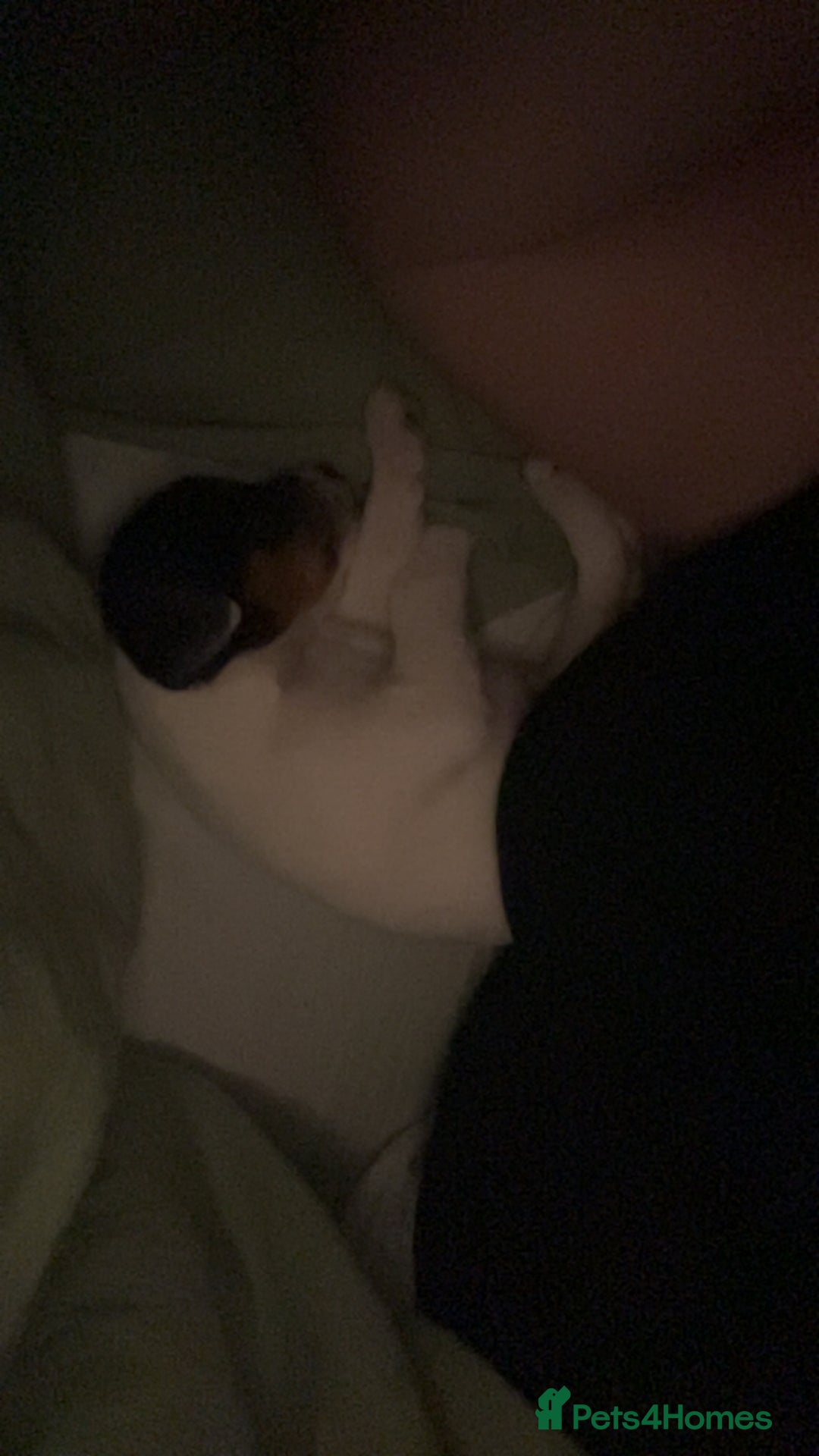 Jack Russell dogs for sale: Ruby  - Image 14