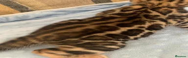 Bengal Kitten 4