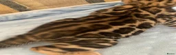 Bengal cats for sale: Beautiful Bengal babies  - Advert 3