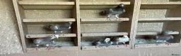 Pigeons birds for sale: 2026 Young Racing Pigeons  in Chesterfield - Advert 4