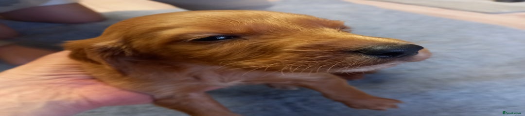 Irish Setter Puppy 1