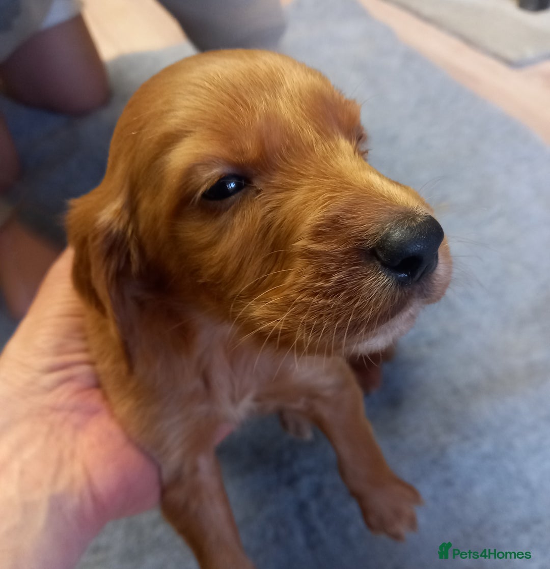 Irish Setter dogs for sale: KC REG IRISH SETTERS - Image 15