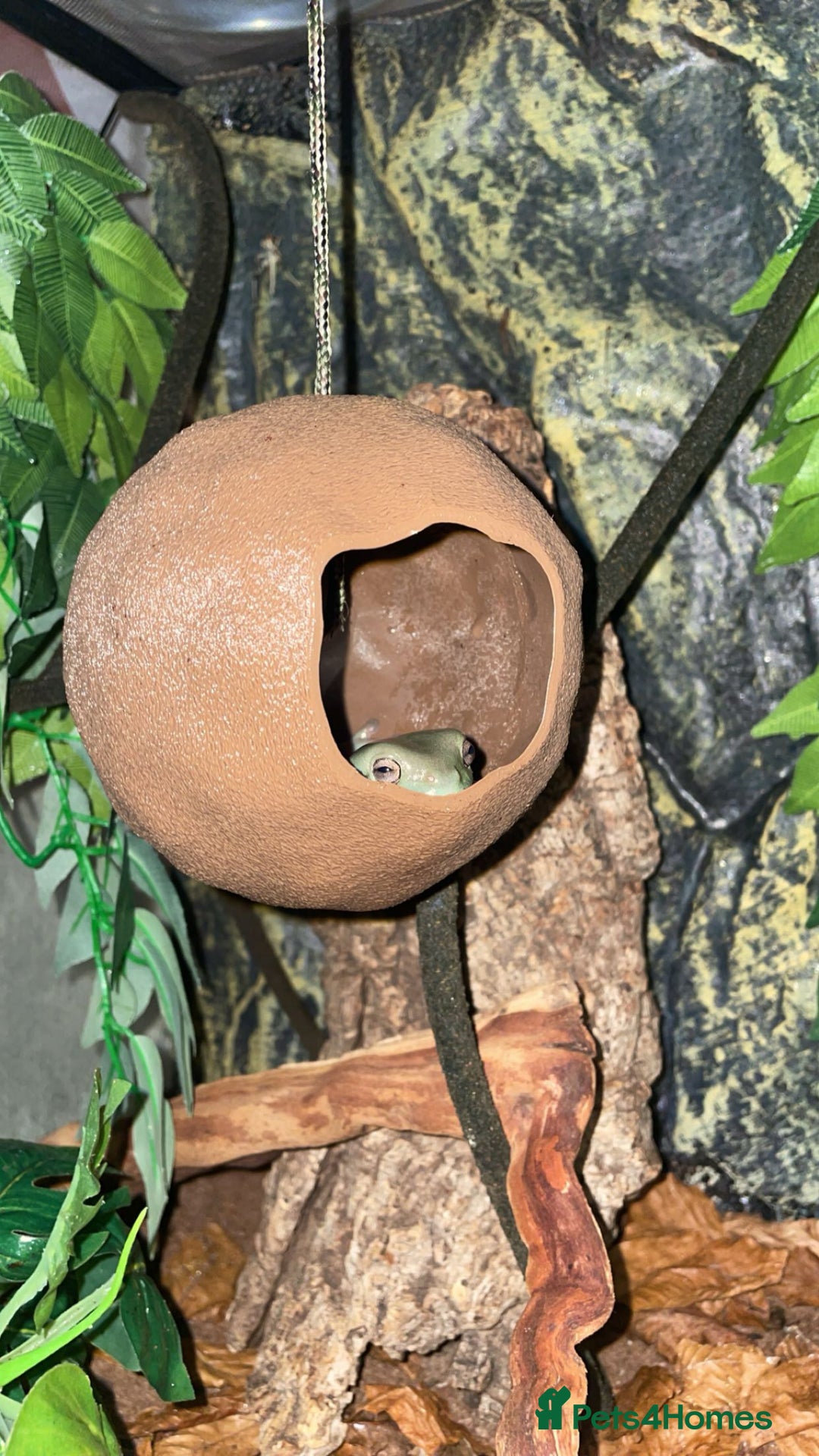 Frog reptiles for sale: Two Whites Tree Frogs and Exo Terra Terrarium  - Image 4