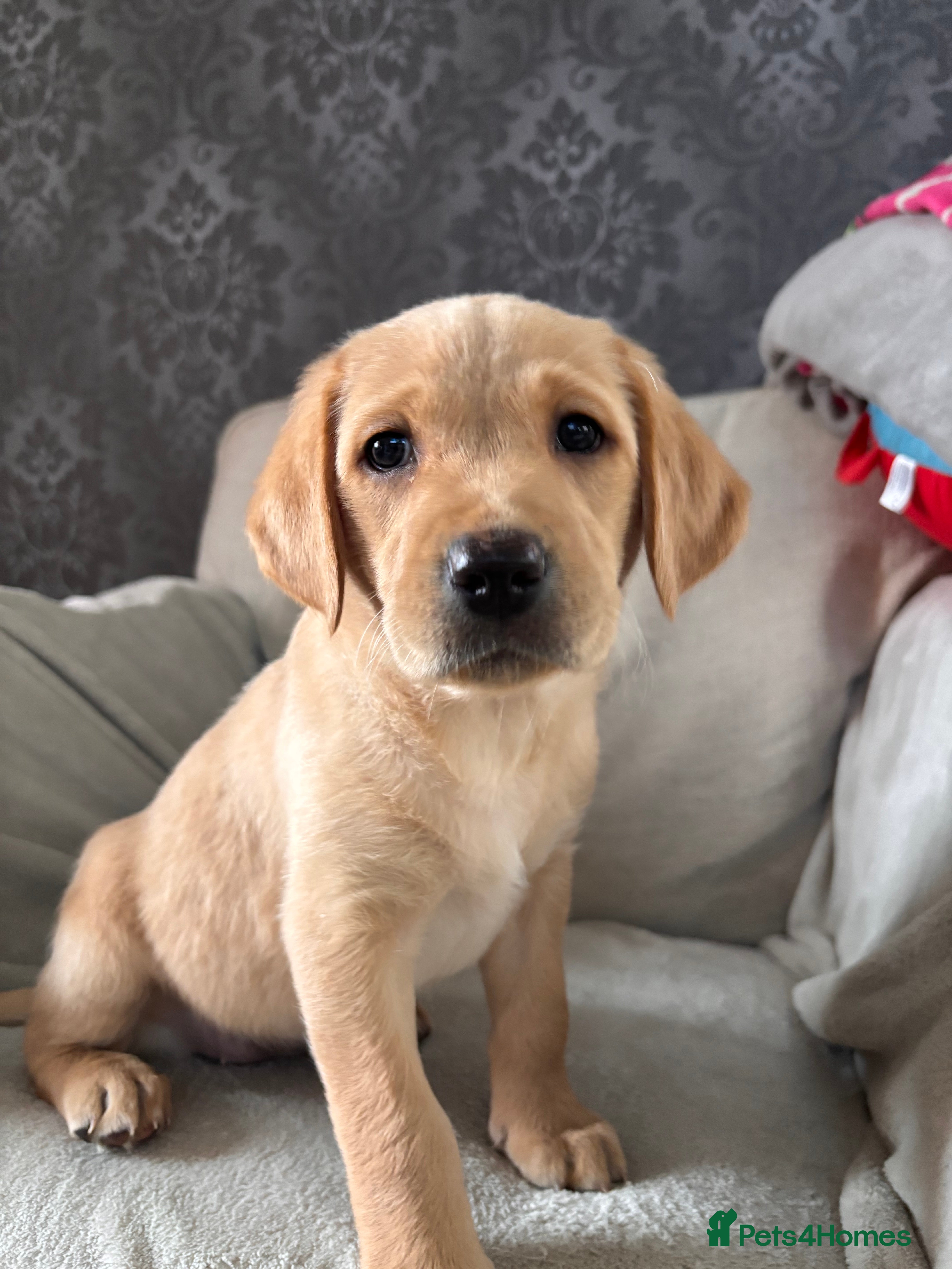 Labrador Retriever dogs HOME REARED KC REG **1 girl left**LABRADOR PUPPIES - Advert 1