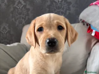 Labrador Retriever dogs HOME REARED KC REG **1 girl left**LABRADOR PUPPIES - Advert 1