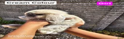 Mini Lop rabbits for sale: Pure breed Mini lop Rabbits for sale - Advert 2