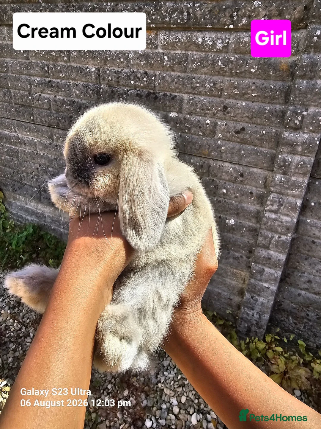 Mini Lop rabbits for sale: Pure breed Mini lop Rabbits for sale - Advert 2