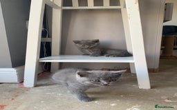 British Shorthair cats for sale: British shorthair kittens  - Image 7