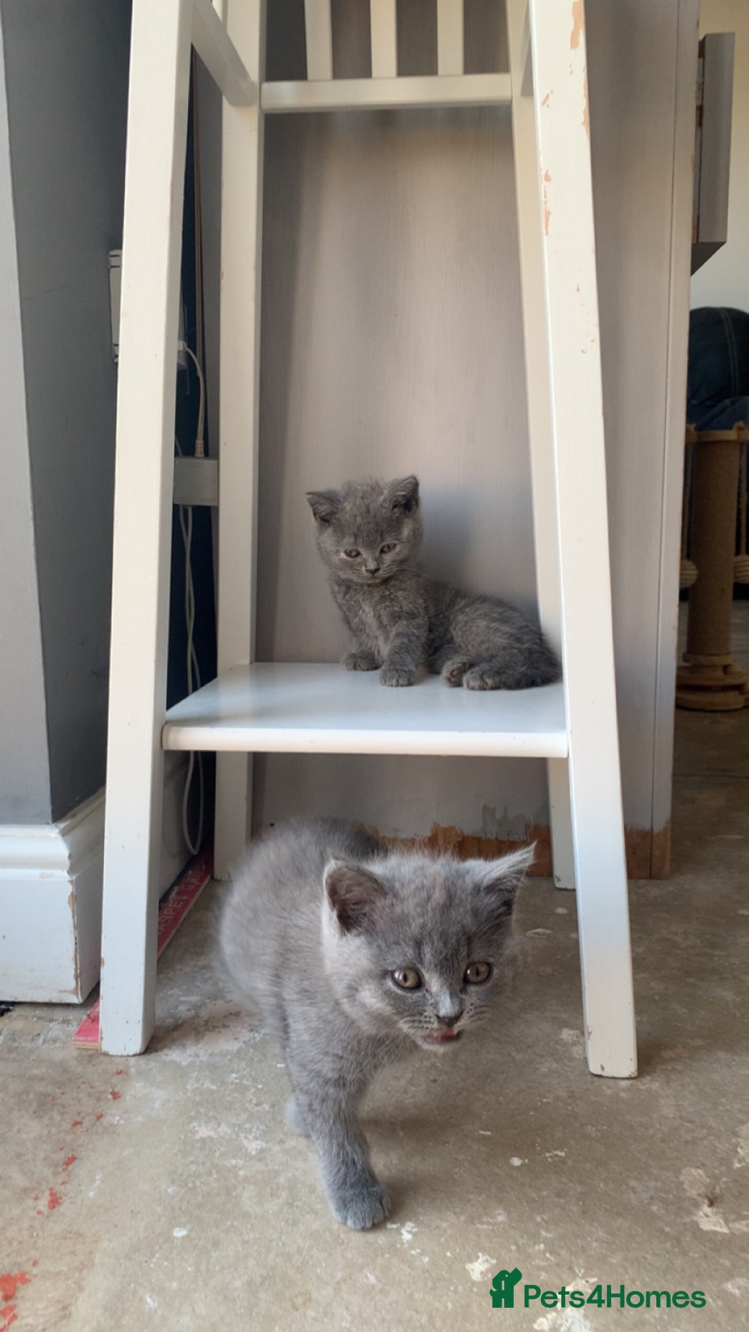 British Shorthair cats for sale: British shorthair kittens  - Image 7