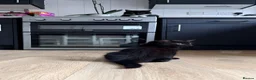 Mixed Breed cats for sale: Male kitten - Advert 2