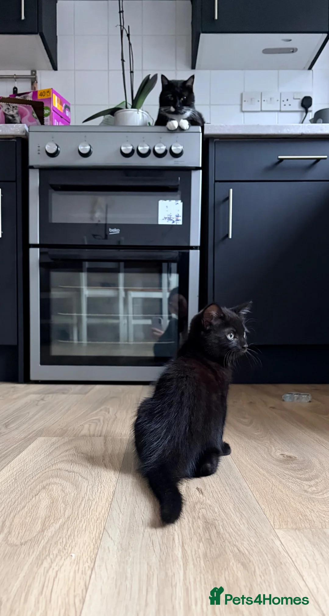 Mixed Breed cats for sale: Male kitten - Advert 2