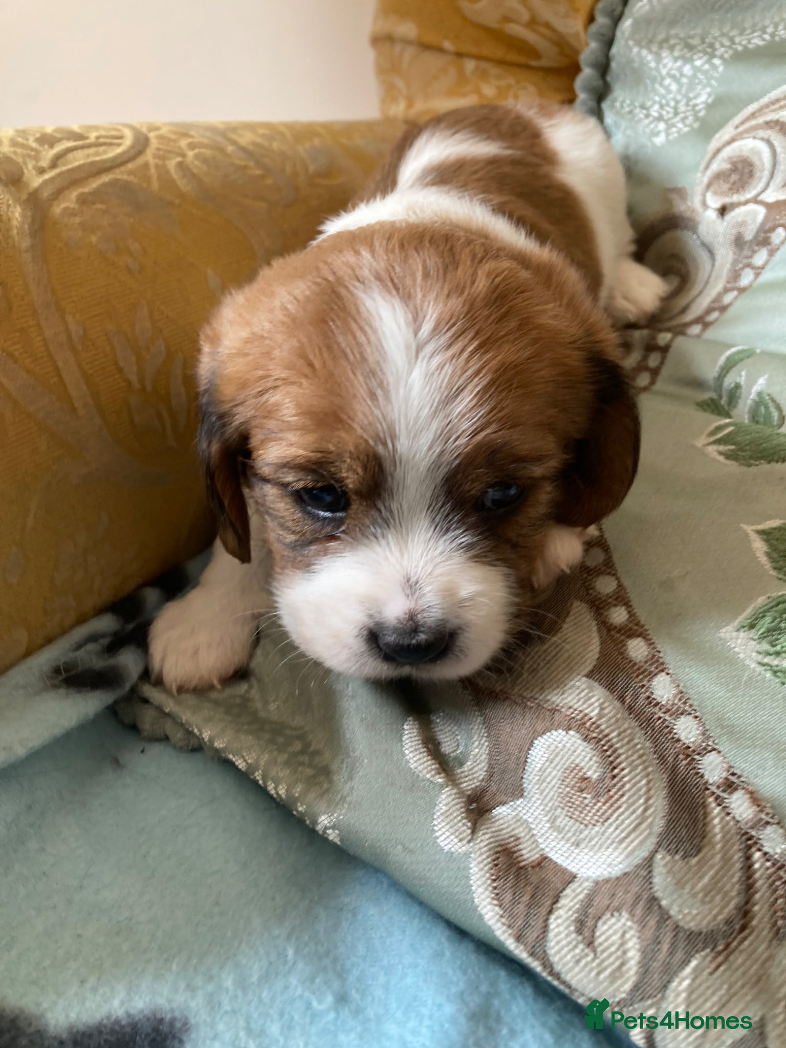 Mixed Breed dogs 3 lovely cava Jacks for sale  - Advert 2