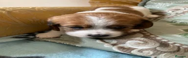 Puppy 1