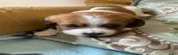 Mixed Breed dogs for sale: 3 lovely cava Jacks for sale  in Ipswich - Advert 2