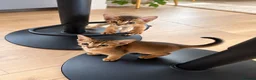Abyssinian cats for sale: Two beautiful Abyssinian kittens  - Advert 3